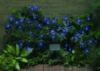 Solar Blue Light String 50 LEDs