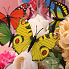 Lovely Yellow Plastic Butterfly - Set Of 6