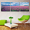 Stretched Canvas Art Botanical Lavender Field Set of 3