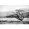 Stretched Canvas Art Landscape Connemara Tree I by Geoffrey Ansel Agrons Ready to Hang