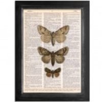 3 Tan Moths - Dictionary Print