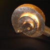 Cochlea Table Lamp.
