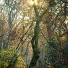 Forest Glow