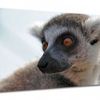 Lemur Animal Canvas Art Print. Ready to Hang