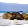 Seals Animal Canvas Art Print. Ready to hang