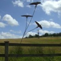Swallow Trio