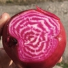 Beetroot - Chioggia (10 Plants) Organic