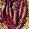 Beetroot Cylindra (10 Plants) Organic