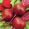 Beetroot Detroit (10 Plants) Organic