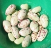 Borlotti Beans Borlotta Lingua Di Fusco (10 Plants) Organic