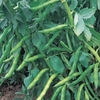 Broad Bean - Aquadulce Claudia (10 Plants) Organic