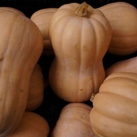 Butternut Squash Waltham Butternut (3 Plants) Organic