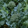 Calabrese Green Sprouting (10 Plants) Organic