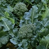 Calabrese Green Sprouting (10 Plants) Organic