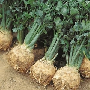 Celeriac Giant Prague (10 Plants) Organic