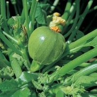 Courgette - Tondo Chiara Di Nizza (5 Plants) Organic