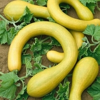 Courgette - Tromboncino Albenga (5 Plants) Organic