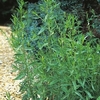 French Tarragon (3 Plants) Organic