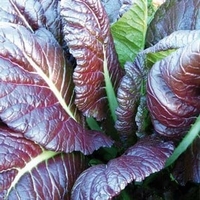 Giant Red Mustard (10 Plants) Organic