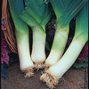 Giant Winter Leeks (20 Plants) Organic