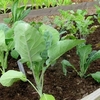 Gourmet Brassica Collection (28 Plants) Organic
