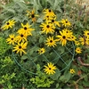 Grow Through Plant Support Rings (set Of 2)