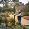 Harrod Wisteria Umbrella Support Frame