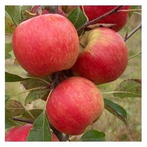 Organic Red Falstaff (r) Apple Trees