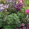 Plant Girdle Plant Supports (pack of 2)