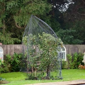 Popadome Fruit Tree Cover (3.5m High)