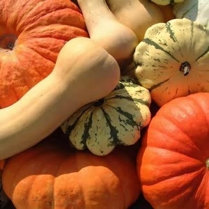 Pumpkin & Squash Patch (12 Plants) Organic