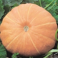 Pumpkin Hundredweight (3 Plants) Organic