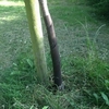 Spiral Tree Guards (pack Of 10)