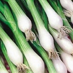 Spring Onions White Lisbon (20 Plants) Organic