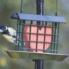 Suet Block & Scraps Bird Feeder
