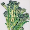 Summer Purple Sprouting Broccoli (10 Plants) Organic