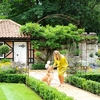Vintage Wire Arch - Natural Rust Finish Steel Frame - 10 Year guarantee - Harrod Horticultural