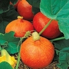 Winter Squash Uchiki Kuri (3 Plants) Organic