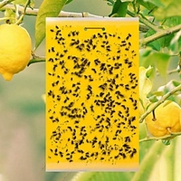 20 pièges collants jaune/bleu double face pour les insectes des plantes volantes comme les mouches des champignons,  les aleurodes,  les pucerons,  les mineuses des feuilles,  les thrips,  d
