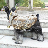 Mignon Leopard Imprime Manteau chaud avec capuche pour Animaux Chiens (Assorted Sizes)