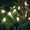 Cole and Bright 50 Extra Large Bulb LED Solar String Lights