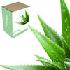 Grow Your Own Healing Aloe
