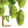 Grow Your Own Hops