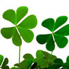 Grow Your Own Lucky Shamrock