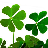 Grow Your Own Lucky Shamrock