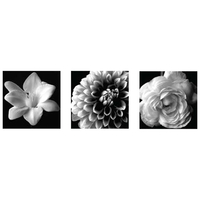 BW Floral-S3-000312