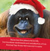 Funny Gorilla Christmas Card - Personalised - Square - By Funky Pigeon