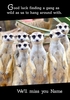 Meerkat Leaving Card - Good Luck Finding a Gang Like Us - Personalised - Large (A4) - By Funky Pigeon