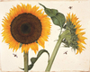 Botanicals QuickNotes