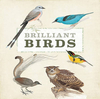 Brilliant Birds